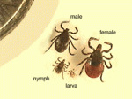 Deer Tick image from the Canadian Lyme Disease Foundation